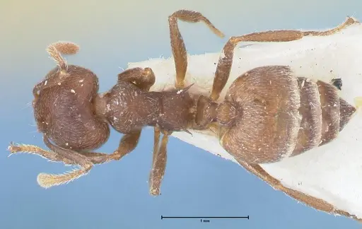Crematogaster similis - FOCOL1523