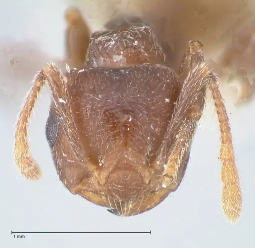 Crematogaster similis - FOCOL1523