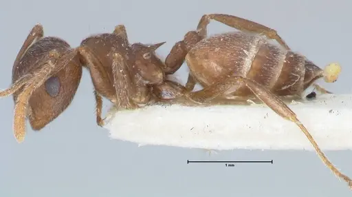 Crematogaster similis - FOCOL1523