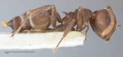 Crematogaster similis - FOCOL1523