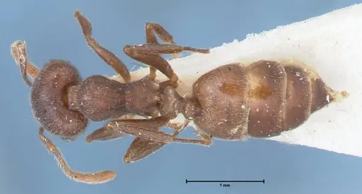 Crematogaster similis - FOCOL1524