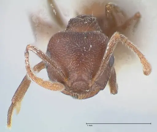 Crematogaster similis - FOCOL1524