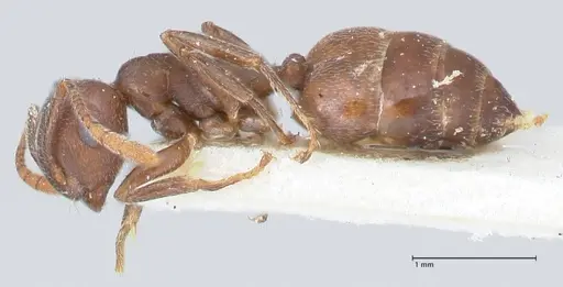 Crematogaster similis - FOCOL1524