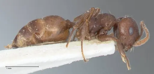 Crematogaster similis - FOCOL1524