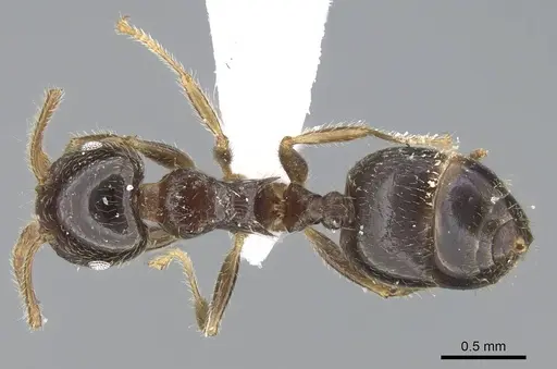 Crematogaster simoni specimen