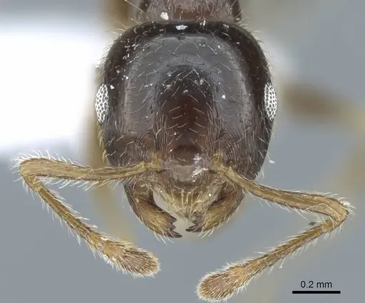 Crematogaster simoni specimen