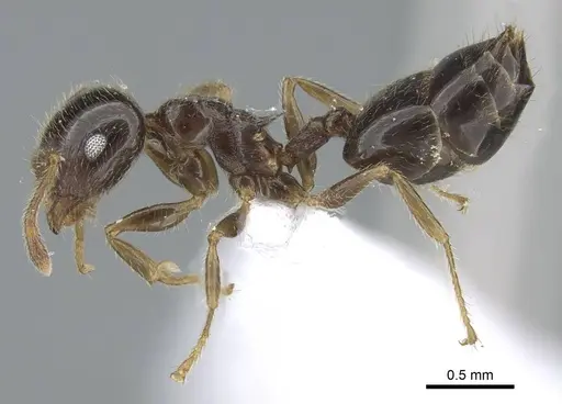 Crematogaster simoni specimen