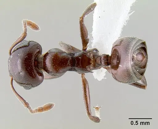 Crematogaster sisa specimen