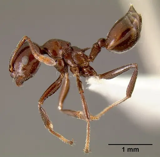 Crematogaster sisa specimen