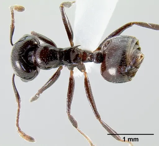 Crematogaster sisa - CASENT0193556