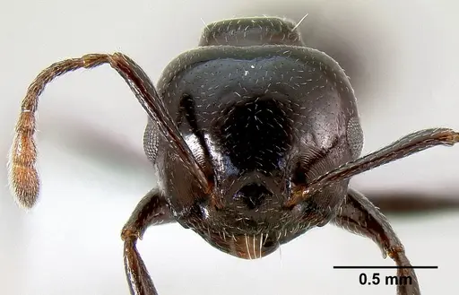 Crematogaster sisa - CASENT0193556