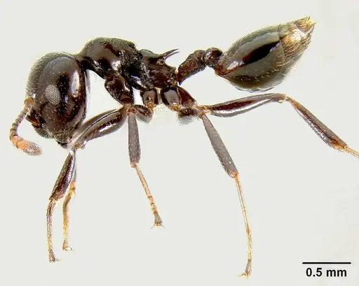 Crematogaster sisa - CASENT0193556