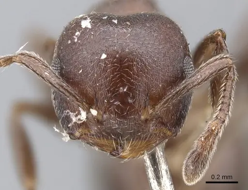 Crematogaster sjostedti specimen