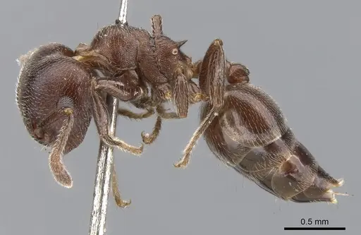 Crematogaster sjostedti specimen