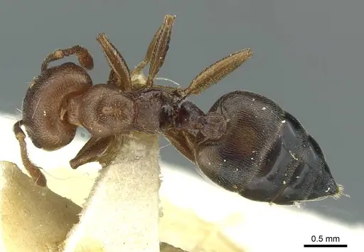 Crematogaster sjostedti - CASENT0912676