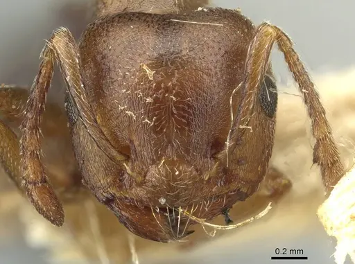 Crematogaster sjostedti - CASENT0912676