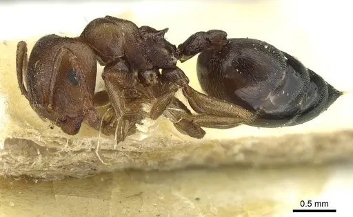 Crematogaster sjostedti - CASENT0912676