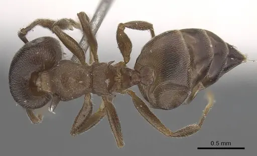 Crematogaster sjostedti - CASENT0919667