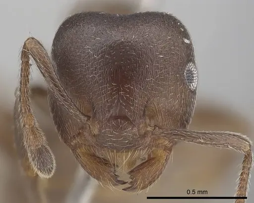 Crematogaster sjostedti - CASENT0919667