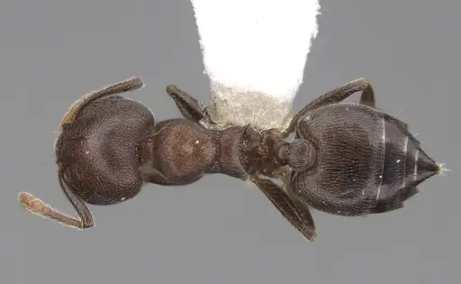 Crematogaster sjostedti - CASENT0922654