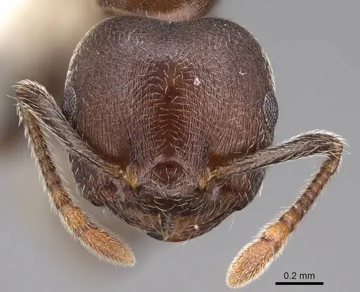 Crematogaster sjostedti - CASENT0922654