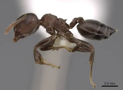 Crematogaster sjostedti - CASENT0922654
