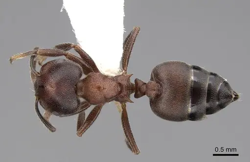 Crematogaster sjostedti - CASENT0922655