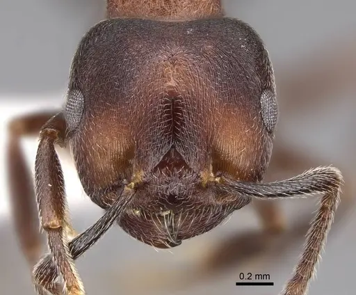 Crematogaster sjostedti - CASENT0922655