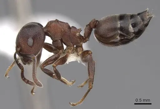 Crematogaster sjostedti - CASENT0922655