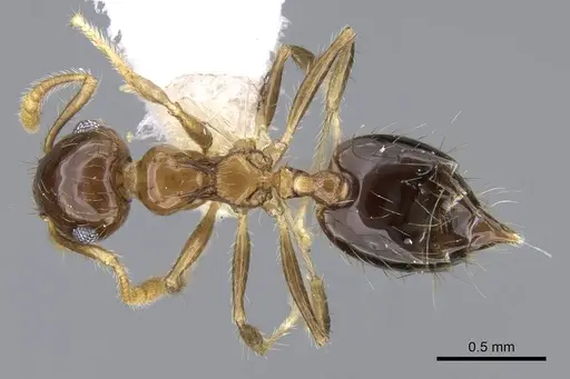 Crematogaster snellingi specimen