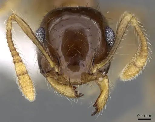 Crematogaster snellingi specimen