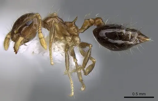 Crematogaster snellingi specimen
