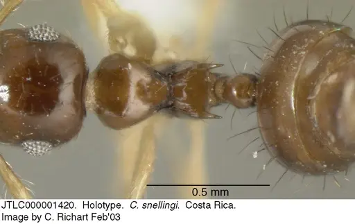 Crematogaster snellingi - JTLC000001420