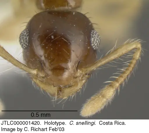 Crematogaster snellingi - JTLC000001420