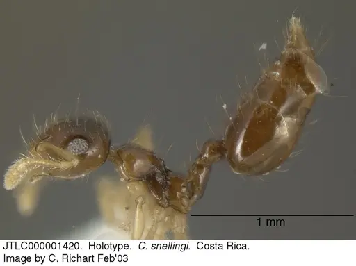 Crematogaster snellingi - JTLC000001420