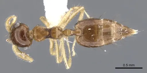 Crematogaster snellingi - JTLC000001421