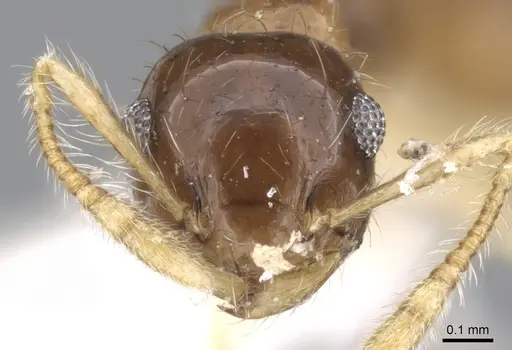 Crematogaster snellingi - JTLC000001421