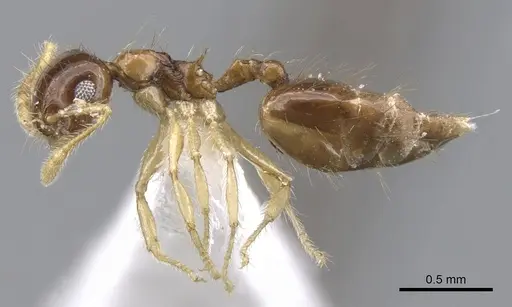Crematogaster snellingi - JTLC000001421