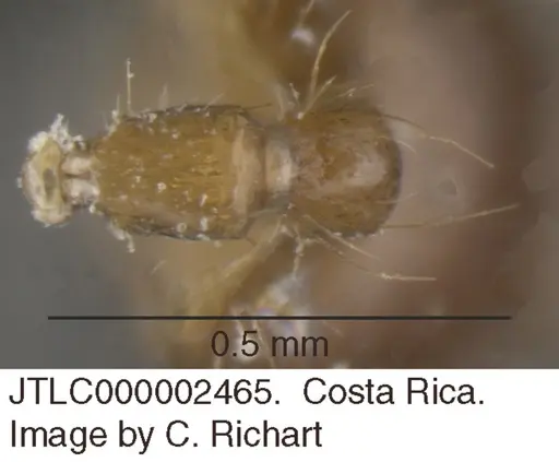 Crematogaster snellingi - JTLC000002465