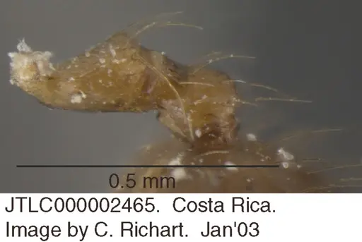 Crematogaster snellingi - JTLC000002465