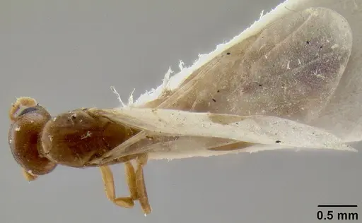 Crematogaster solenopsides specimen