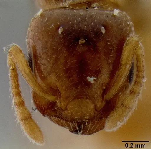 Crematogaster solenopsides specimen