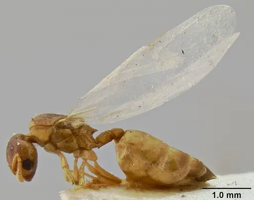 Crematogaster solenopsides specimen