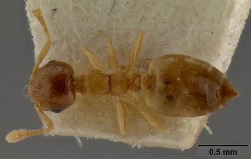 Crematogaster solenopsides - CASENT0193953