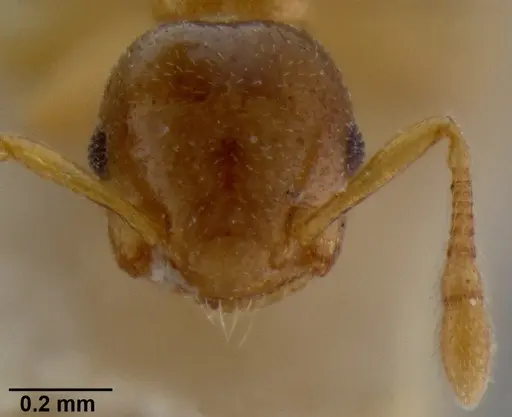 Crematogaster solenopsides - CASENT0193953