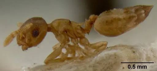 Crematogaster solenopsides - CASENT0193953