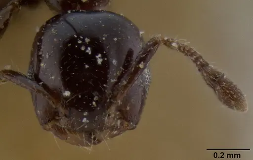 Crematogaster solenopsides - CASENT0193955