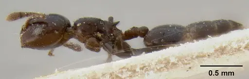 Crematogaster solenopsides - CASENT0193955