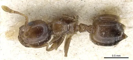 Crematogaster solenopsides - CASENT0904483