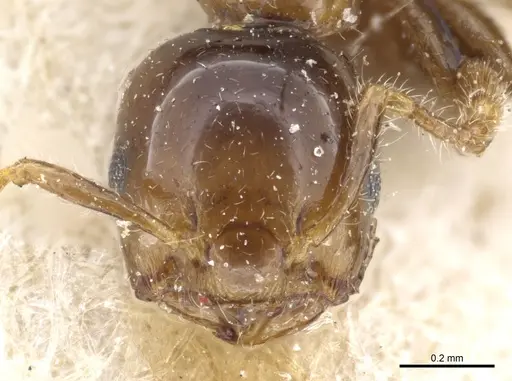 Crematogaster solenopsides - CASENT0904483